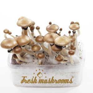 Fresh Mushrooms grow kit Mexican