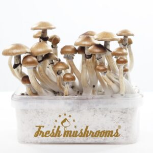FreshMushrooms Grow Kit Golden Teacher