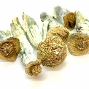 Gold Member Dried Magic Mushrooms